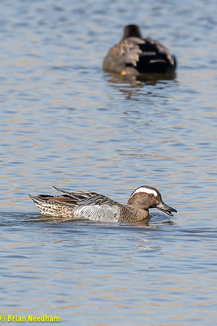 Garganey