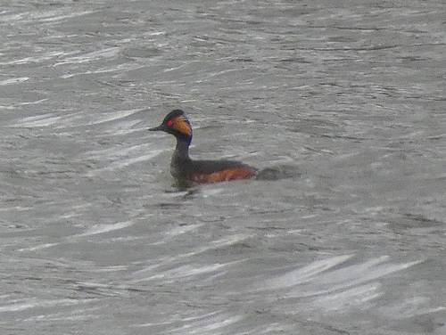 Black-necked Grebe