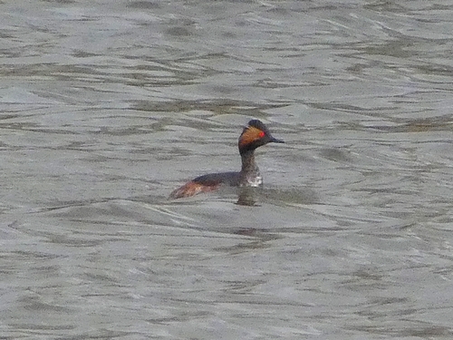 Black-necked Grebe