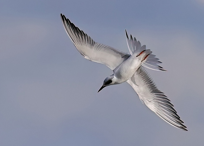 Forster's Tern