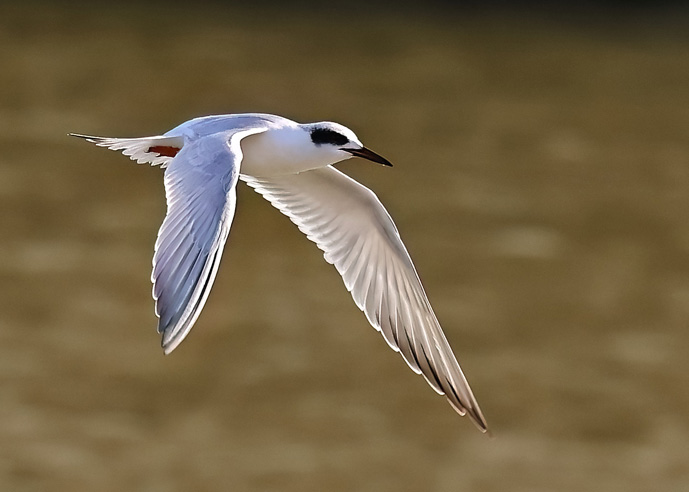 Forster's Tern