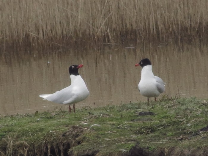 Mediterranean Gull