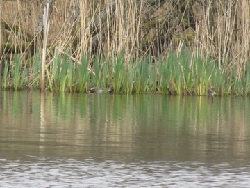 Garganey