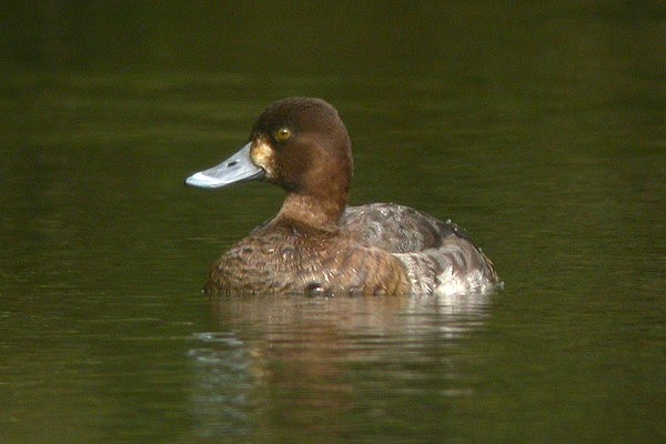 Lesser Scaup