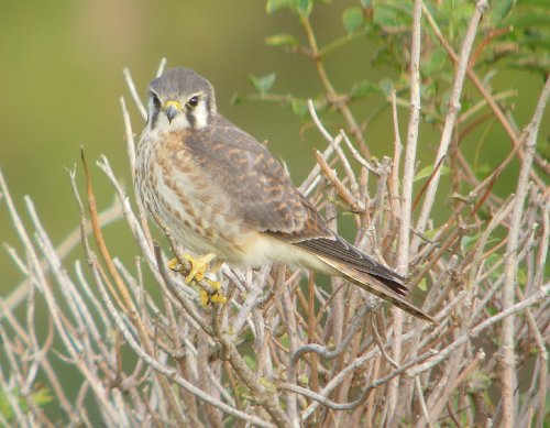 American Kestrel