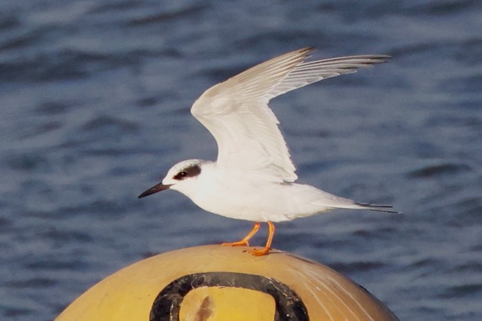 Forster's Tern