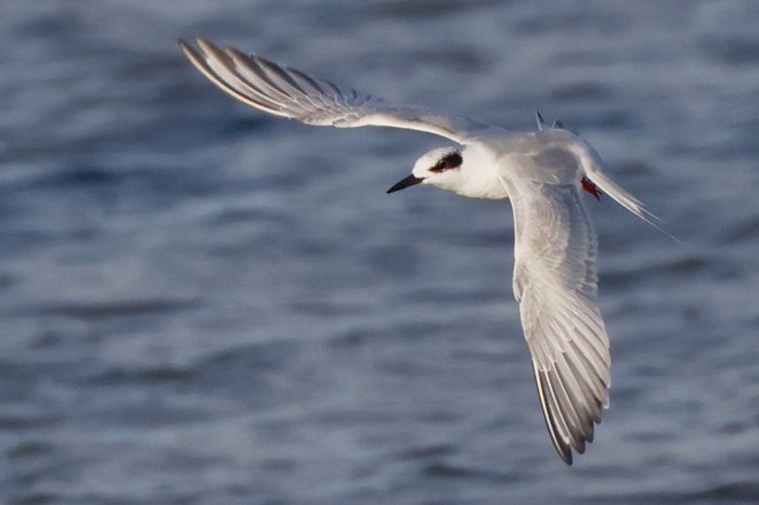 Forster's Tern