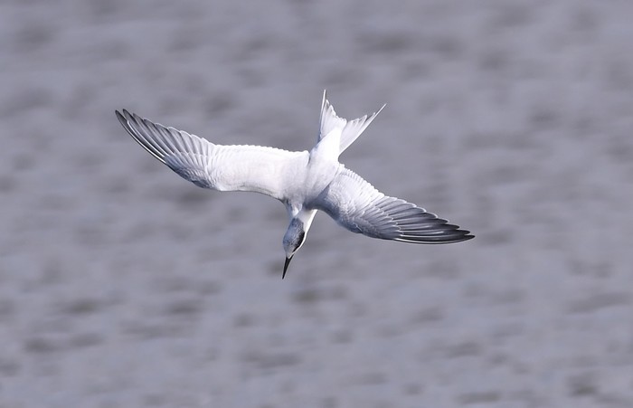 Forster's Tern