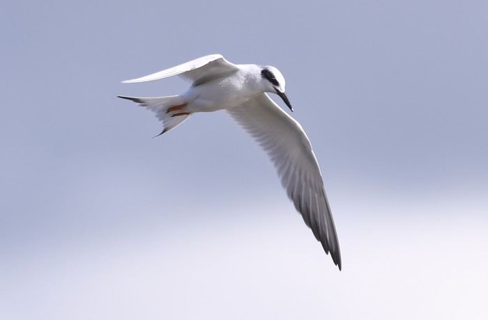 Forster's Tern