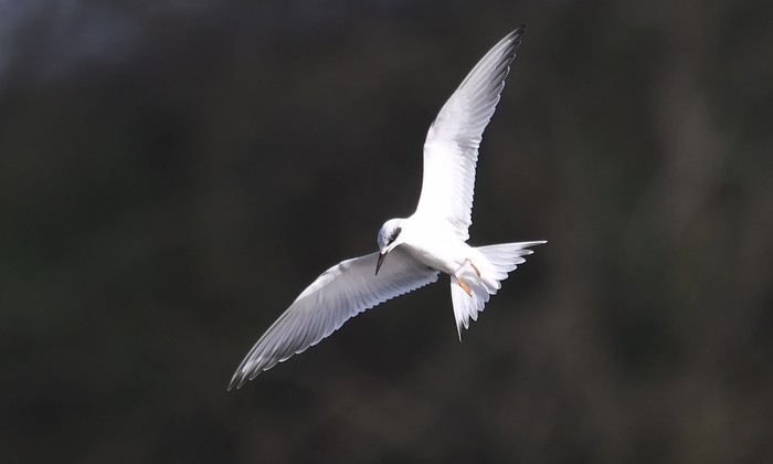 Forster's Tern