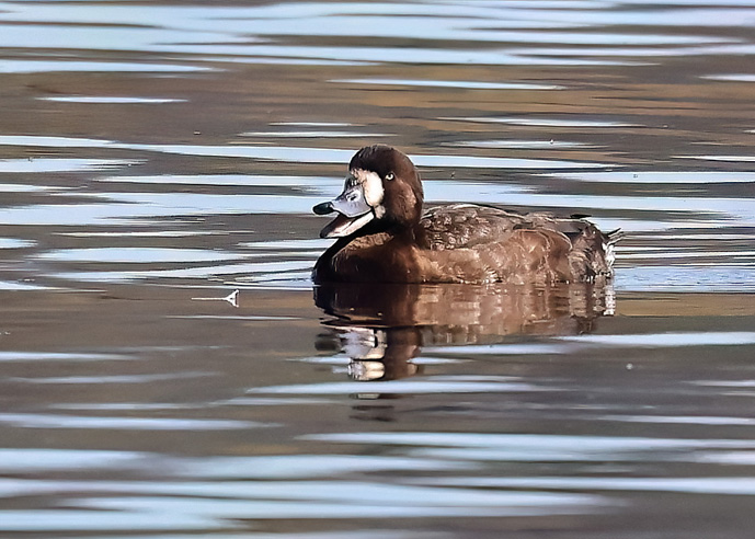 Scaup