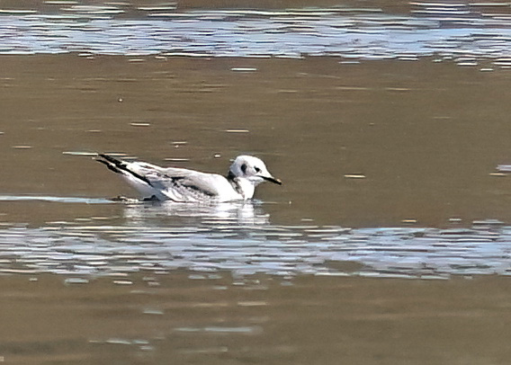 Kittiwake