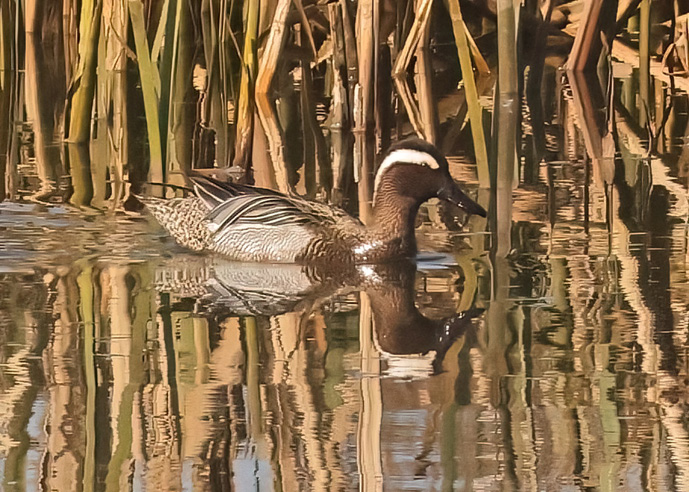 Garganey