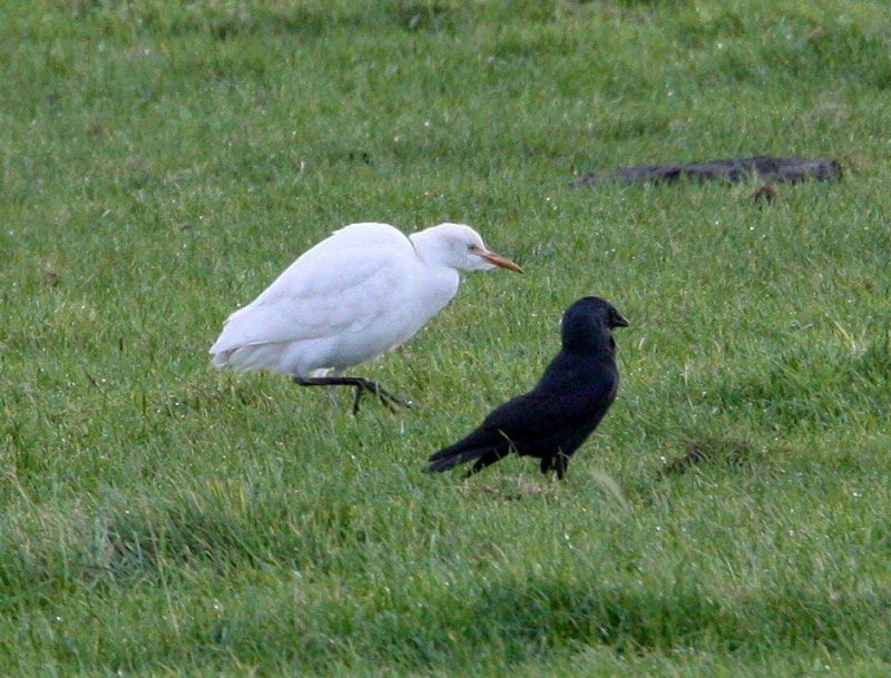 Cattle Egret