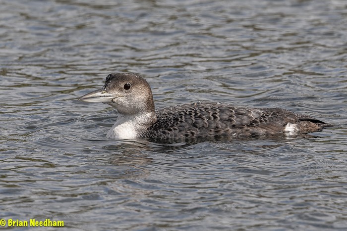 Great Northern Diver