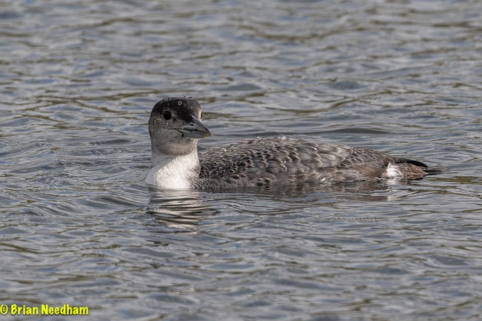 Great Northern Diver