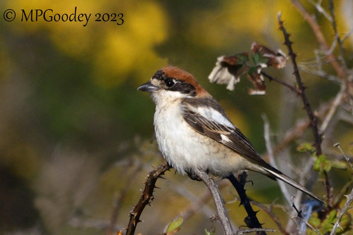 Woodchat Shrike