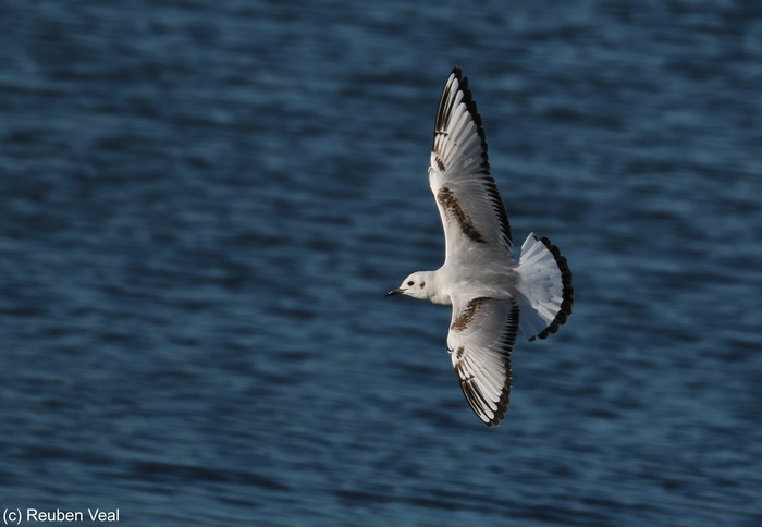 Bonaparte's Gull