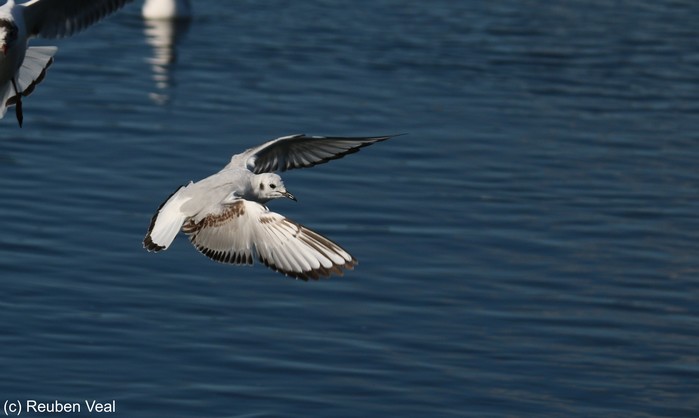 Bonaparte's Gull