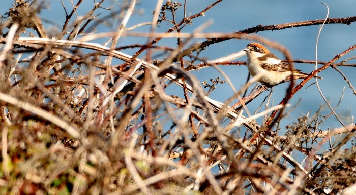 Woodchat Shrike