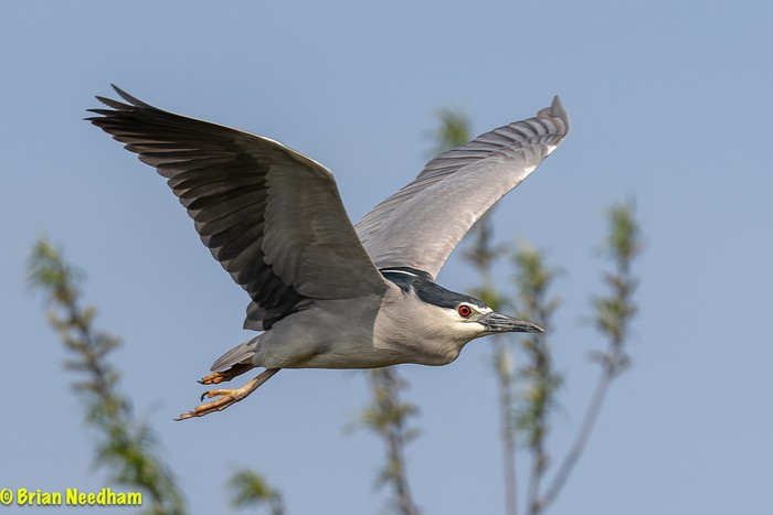 Night Heron