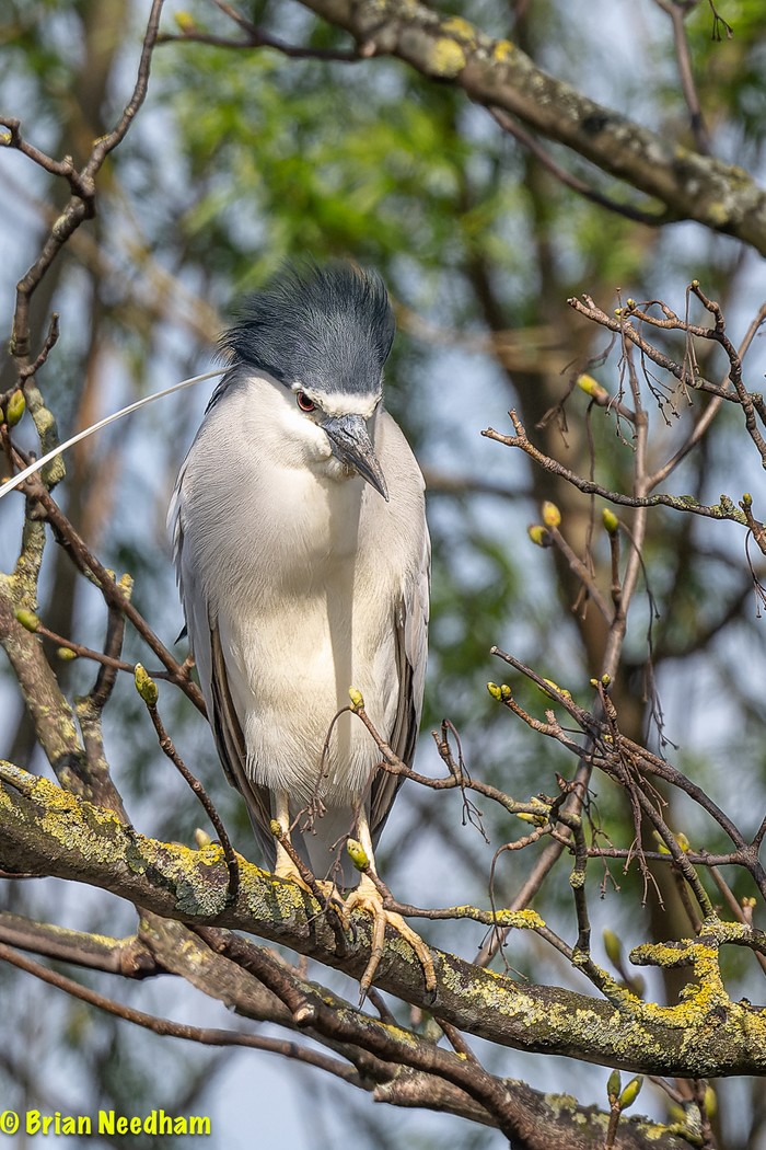 Night Heron