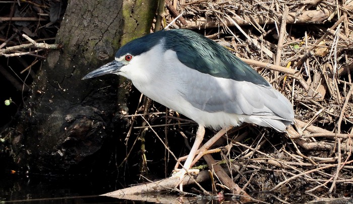 Night Heron