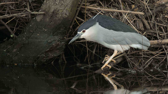 Night Heron
