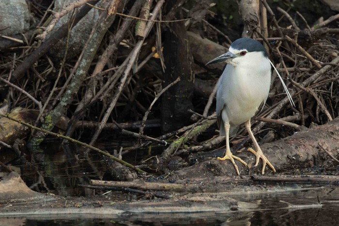 Night Heron