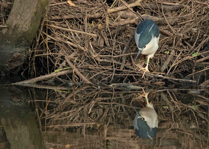 Night Heron