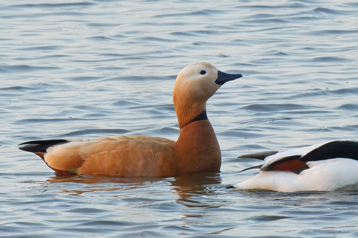 Ruddy Shelduck