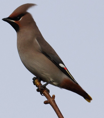 Waxwing