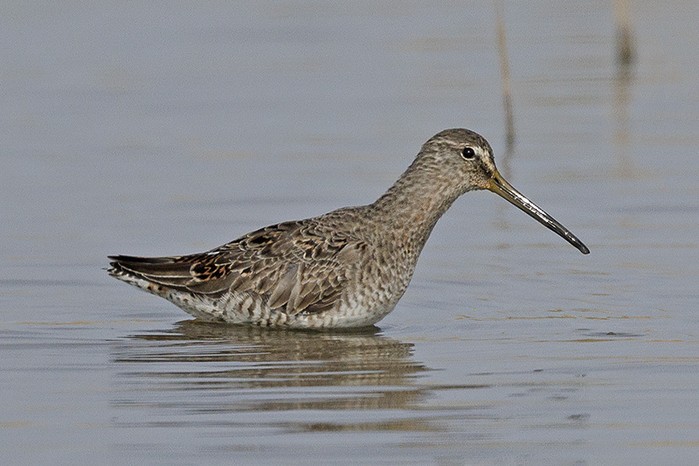 Long-billed Dowitcher