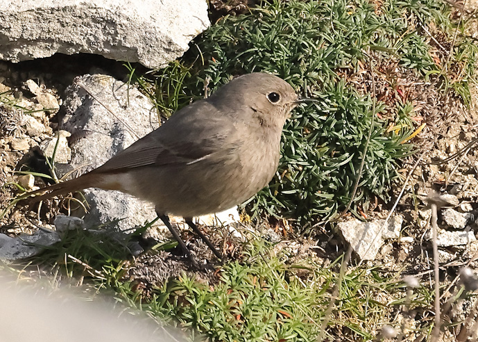 Black Redstart