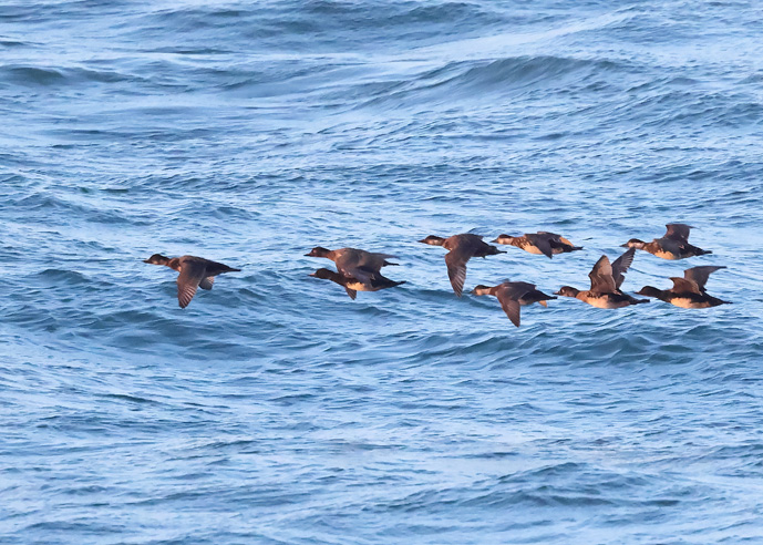 Common Scoter
