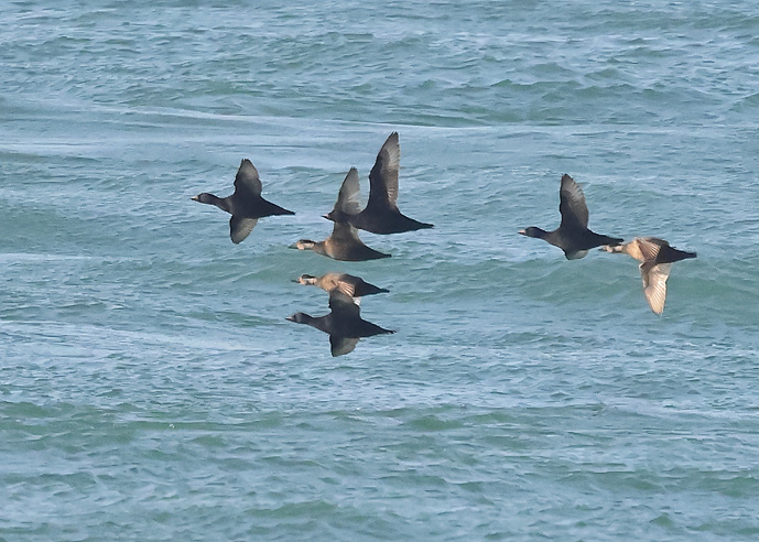 Common Scoter