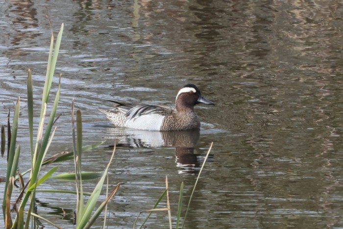 Garganey