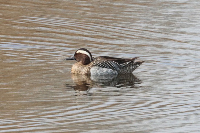 Garganey