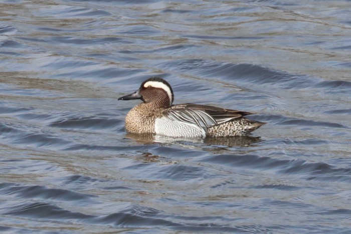 Garganey