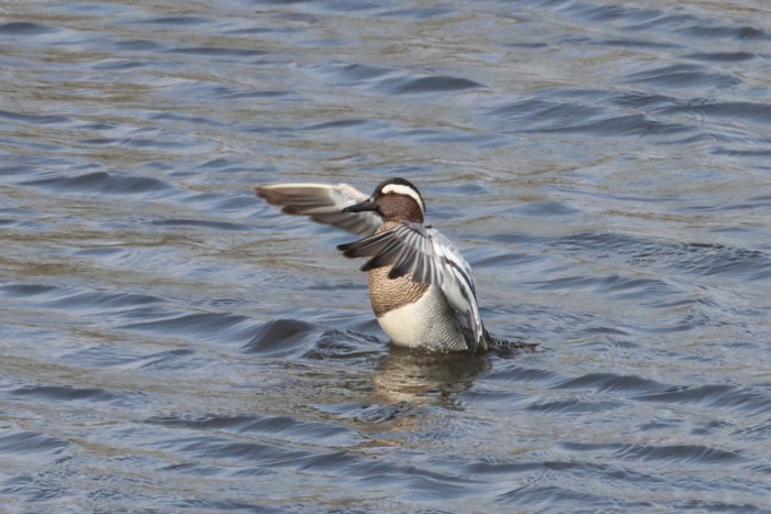 Garganey