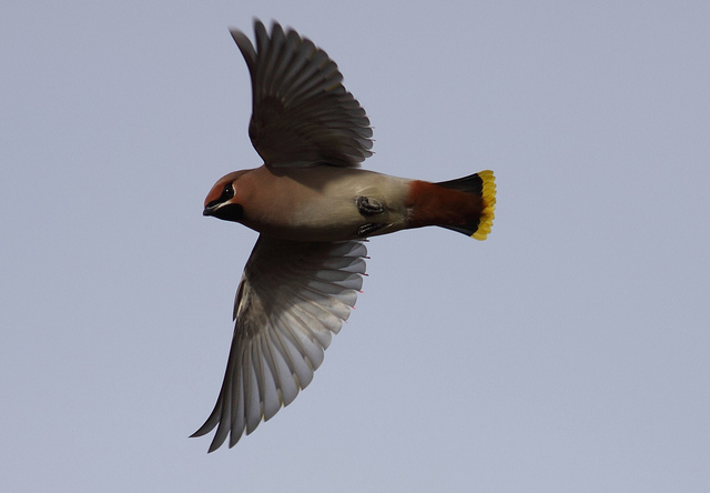 Waxwing