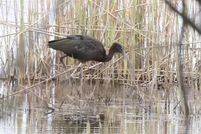 Glossy Ibis