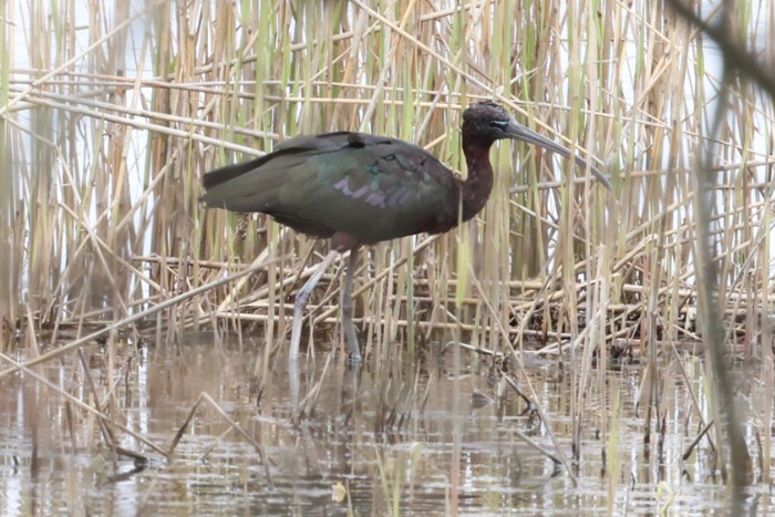 Glossy Ibis