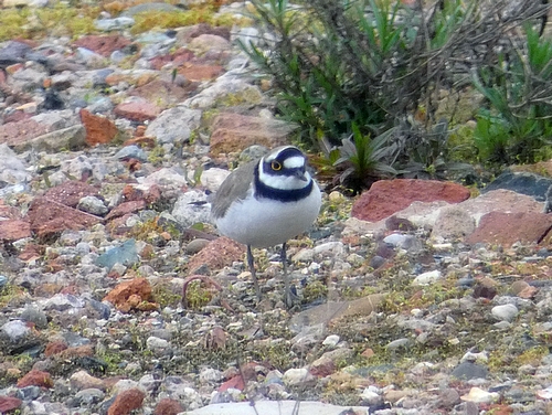 Little Ringed Plover