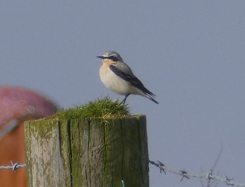 Wheatear