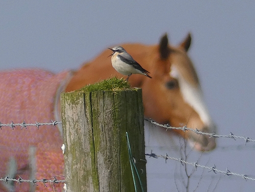 Wheatear