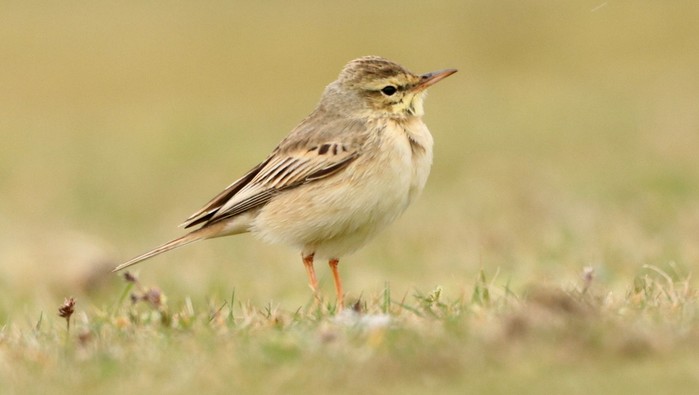Tawny Pipit