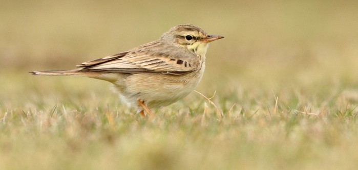 Tawny Pipit