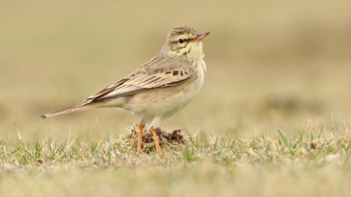 Tawny Pipit