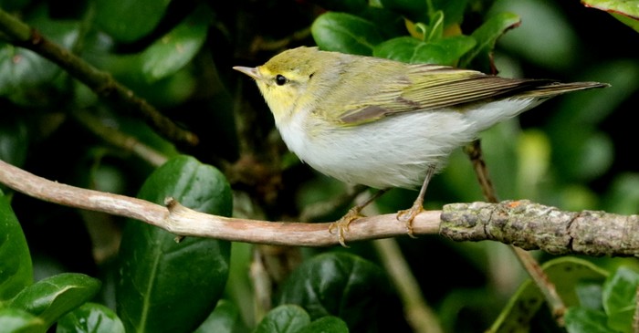 Wood Warbler